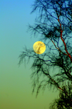 Moon with birch tree near Braco